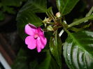 DSCN6527