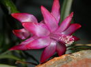 DSCN6762