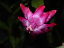 DSCN6780