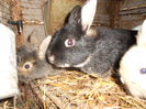 DSCN0146