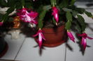 IMG_6577 - Copy