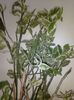 008-Pedylanthus thytimailodes Variegat