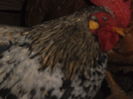 DSCF6203