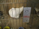 DSCF6497