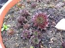 Sempervivum