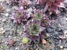 Sempervivum