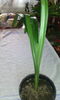 Dyanadia-clivia gardenii