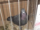 expo 085