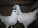 DSCF1623[1] P 7