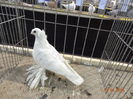 DSC00637