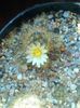 Mammillaria prolifera