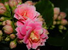 DSCN6793