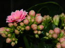DSCN6795