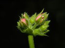 DSCN6796