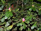 DSCN6799