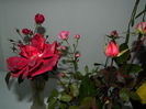 DSCN6808