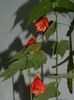 DSCN6817