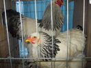 DSCN0198