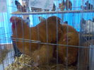 DSCN0204