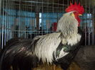 DSCN0222