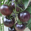 Rosii BLACK CHERRY