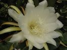 epiphyllum-oxypetalum crem