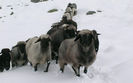 Oi Tiroleze Steinschaf
