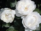 rosa_glamis_castle