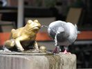 the_pigeon_and_the_frog_by_satane-d2ycjjk
