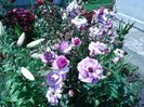 IMG_20150714_133138