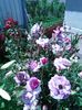 IMG_20150714_133147