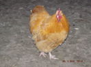 DSCF7412