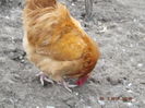 DSCF7413