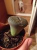 Lithops