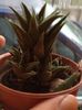 Haworthia tortuosa tortela
