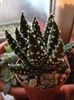 Haworthia pumila