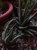 Haworthia attenuata