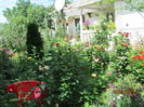 poze din gradina 035