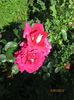 poze din gradina 038
