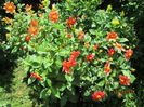 poze din gradina 039