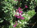 poze din gradina 043