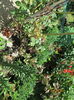 poze din gradina 044