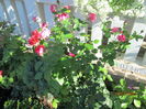 poze din gradina 047
