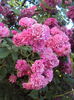DSC08990