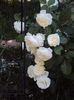 DSC09190