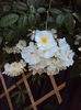 DSC09201