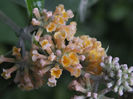 Budddleja galbena