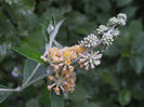 Buddleja galbena1jpg