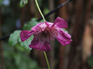 clematis AvantGarde1