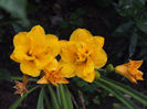 Hemerocallis Little Carnation